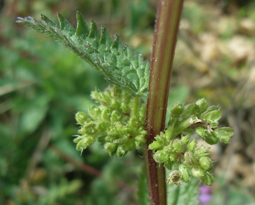 Urtica urens